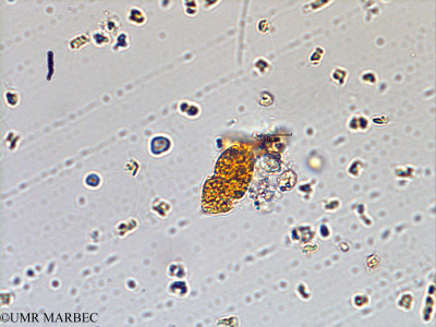 phyto/Scattered_Islands/juan_de_nova/COMMA2 November 2013/Katodinium sp (ancien Gyrodinium -1).tif(copy)_thumb.jpg